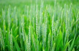 Молдавские фермеры за восстановление баланса на европейском рынке - agroexpert.md