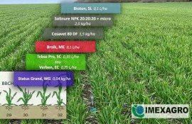IMEXAGRO: чем обработать озимые посевы после апрельских осадков - agroexpert.md