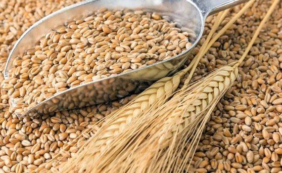 Испанские аграрии встревожены: украинское зерно снижает цены - agroexpert.md