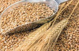 Испанские аграрии встревожены: украинское зерно снижает цены - agroexpert.md