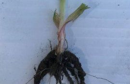 Когда применять регуляторы роста на зерновых - agroexpert.md