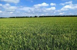 Польза жидких листовых удобрений с медью для зерновых - agroexpert.md  