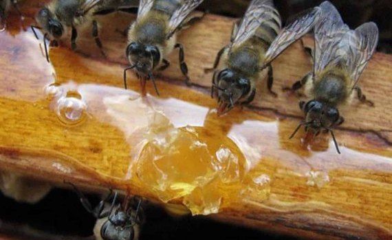 Поддержка пчелосемьи в прохладный и дождливый период  - agroexpert.md