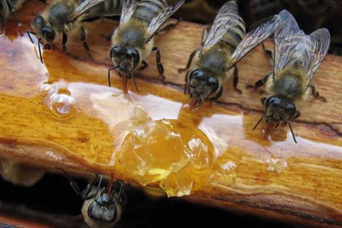 Поддержка пчелосемьи в прохладный и дождливый период  - agroexpert.md