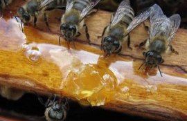 Как поддержать пчелосемьи в прохладный и дождливый период апреля