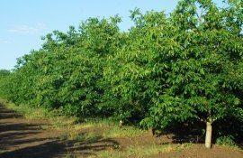 livezi nuci boli - AgroExpert.md