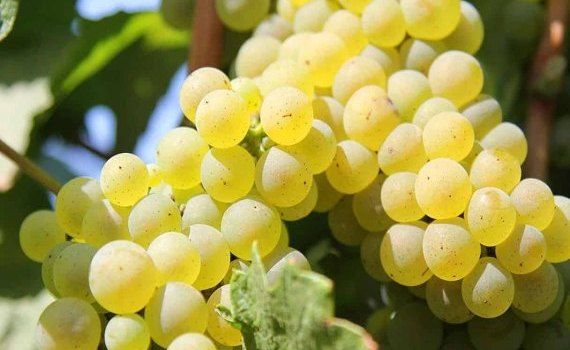 Ранний виноград в Молдове появится позже обычного срока - agroexpert.md