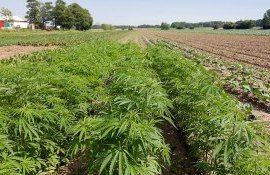 cinepa plantatii Moldova - AgroExpert.md