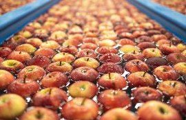 mere export Moldova - AgroExpert.md