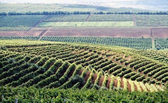 Изменения программы возмещения НДС для молдавских аграриев - agroexpert.md