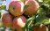 Разрушители пестицидов в яблоках - agroexpert.md