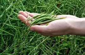 Мало рапса – проблема, много рапса – тоже проблема - agroexpert.md