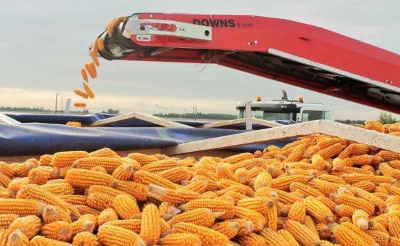 Прогноз мирового урожая кукурузы от IGC - agroexpert.md