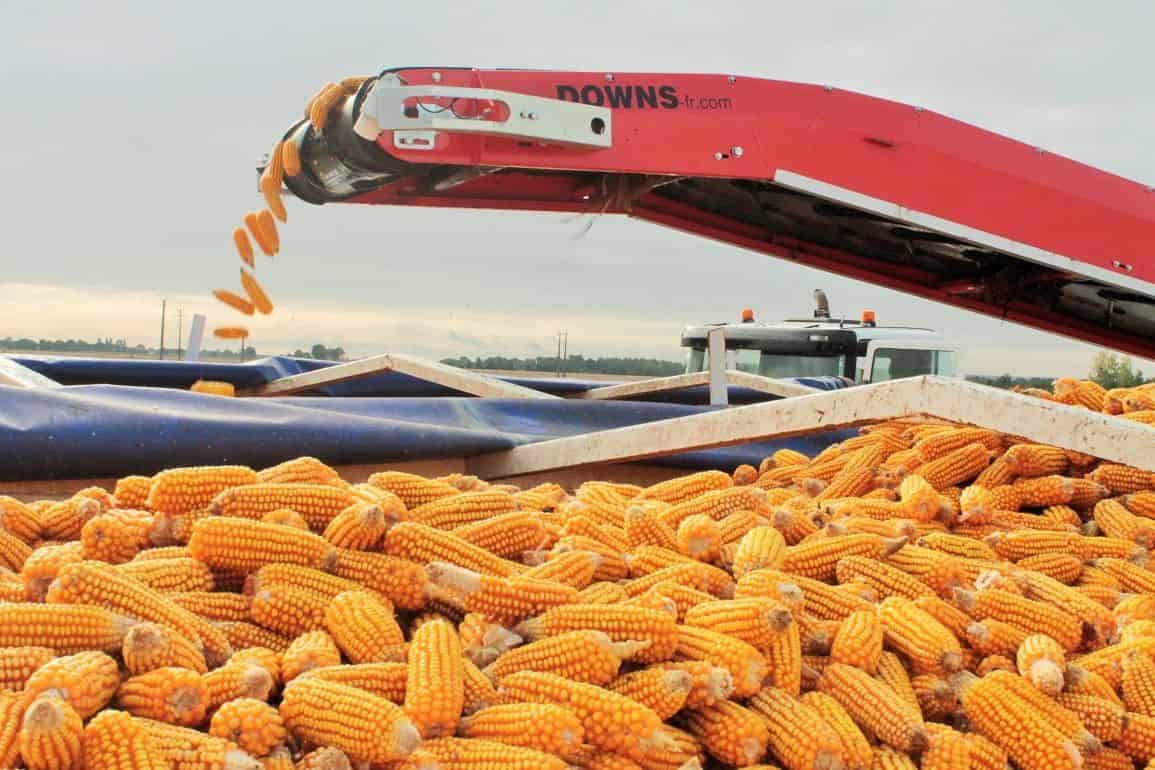 Прогноз мирового урожая кукурузы от IGC - agroexpert.md