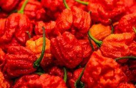 ardei cultivare semințe - AgroExpert.md