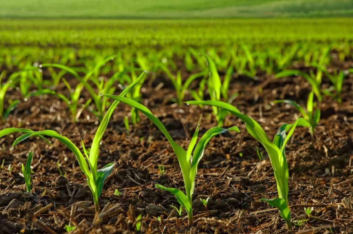 Болезни всходов кукурузы и сои в холодную весну - agroexpert.md