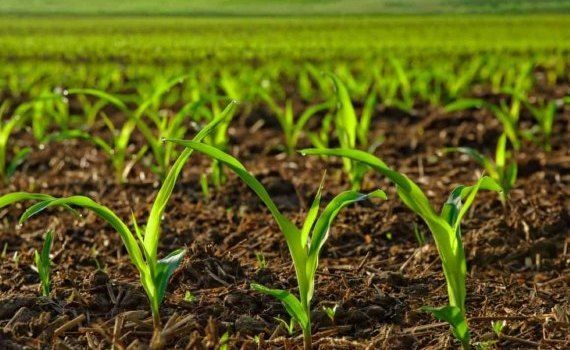 Болезни всходов кукурузы и сои в холодную весну - agroexpert.md