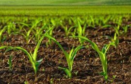 Болезни всходов кукурузы и сои в холодную весну - agroexpert.md