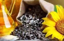 Молдова: Поддержать или договориться о ценах на подсолнечник - agroexpert.md