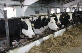 ferma afacere agricultură - AgroExopert.md