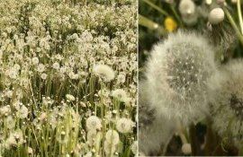 Сбор семян одуванчика самоходным комбайном - agroexpert.md   