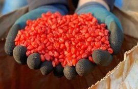 Как выбрать оптимальные сроки посева кукурузы - agroexpert.md