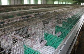 iepuri afacere Drochia - AgroExpert.md
