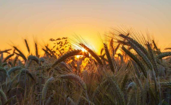 Космическую пшеницу уже выращивают на китайских полях - agroexpert.md