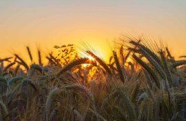Космическую пшеницу уже выращивают на китайских полях - agroexpert.md