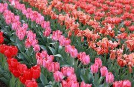 Поле тюльпанов в селе Бардар - agroexpert.md  