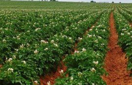 Защиту картофеля от фитофтороза обеспечат генные ножницы - agroexpert.md