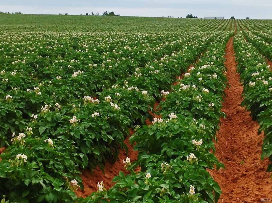 Защиту картофеля от фитофтороза обеспечат генные ножницы - agroexpert.md