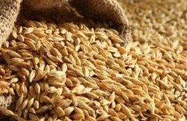 Доплаты польским фермерам за зерно - agroexpert.md