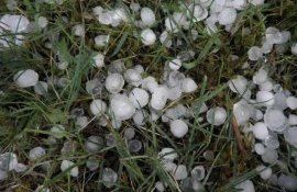 Апрельский град активизировал страхование плодоводов Молдовы - agroexpert.md