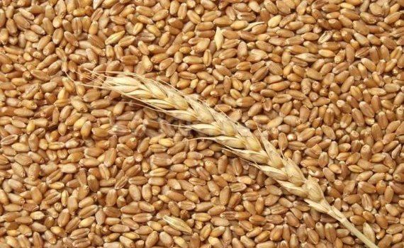 Запрет экспорта украинского зерна в Румынию - agroexpert.md