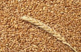 Запрет экспорта украинского зерна в Румынию - agroexpert.md