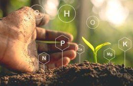 Точное количество фосфора необходимое кукурузе - agroexpert.md   