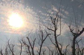 îngheț avertizare meteo - AgroExpert.md
