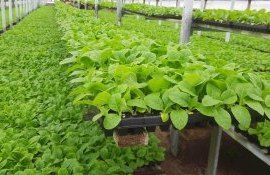 tutun MAIA - agroexpert.md