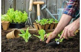 legume plantat luna mai - agroexpert.md