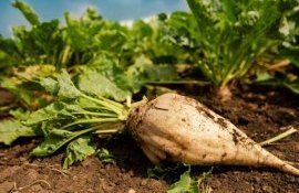 Запрет пестицидов снизит производство сахарной свеклы в ЕС - agroexpert.md