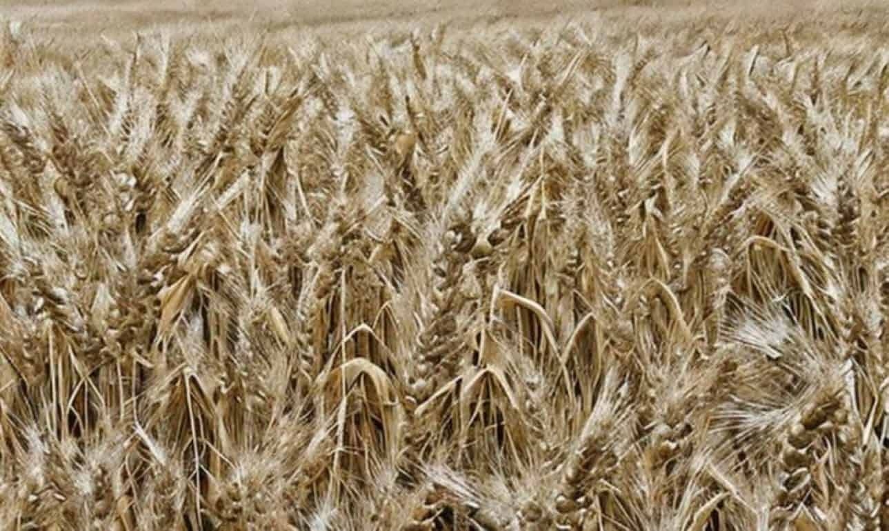 Новая фунгицидная композиция для борьбы с паршой пшеницы - agroexpert.md