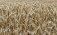 Новая фунгицидная композиция для борьбы с паршой пшеницы - agroexpert.md