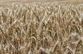 Новая фунгицидная композиция для борьбы с паршой пшеницы - agroexpert.md