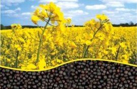 Самая высокая урожайность ярового рапса формируется при ранних сроках сева - agroexpert.md
