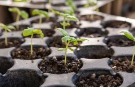 răsad tulpină cultivare - AgroExpert.md