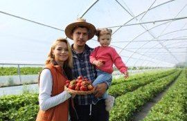 căpșuni afacere istorie - agroexpert.md