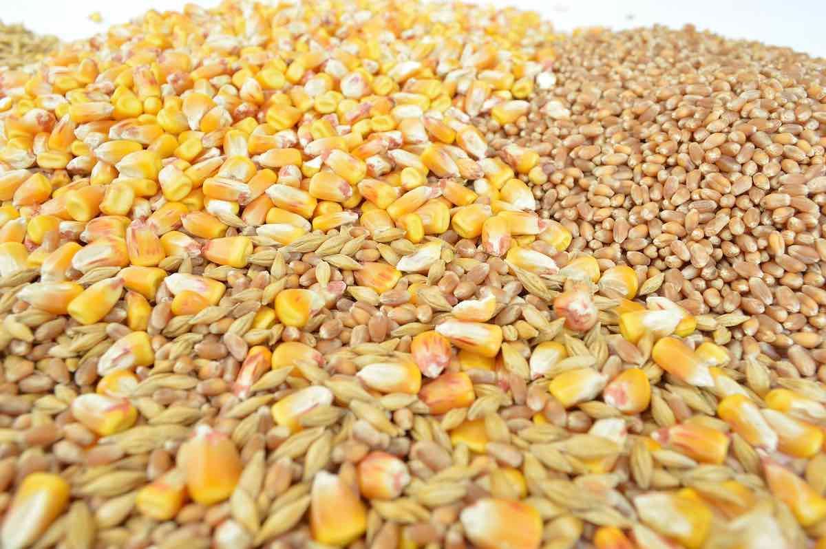 grâu porumb preț - agroexpert.md