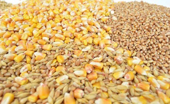 grâu porumb preț - agroexpert.md