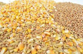 grâu porumb preț - agroexpert.md